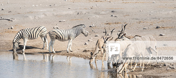 Burchell-Zebras (Equus quagga burchelli) und Große Kudus (Tragelaphus strepsiceros)  Wasserstelle Chudop  Etosha-Nationalpark  Namibia