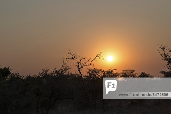 Sonnenuntergang  Etosha-Nationalpark  Namibia