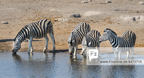 Burchell-Zebras (Equus burchellii) beim Trinken  Wasserstelle Chudop  Etosha Nationalpark  Namibia