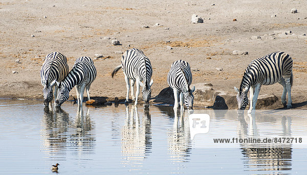 Burchell-Zebras (Equus burchellii) beim Trinken  Wasserstelle Chudop  Etosha Nationalpark  Namibia