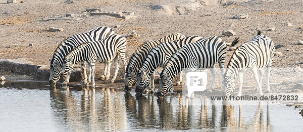 Zebraherde  Burchell-Zebras (Equus quagga burchellii) trinken am Wasser  Wasserstelle Chudop  Etosha Nationalpark  Namibia
