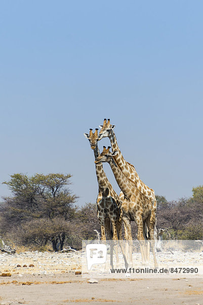 Drei Giraffen (Giraffa camelopardalis)  Etosha Nationalpark  Namibia