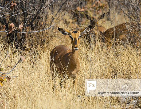 Schwarznasenimpala (Aepyceros melampus petersi) Weibchen steht im hohen Gras  Etosha National Park  Namibia