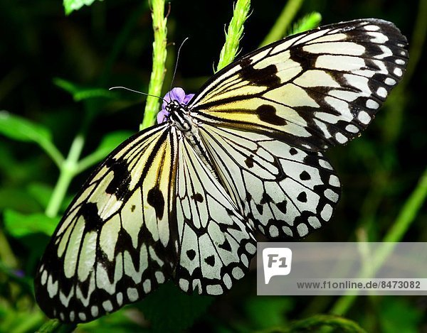 Papier Blume Schmetterling Öffnung