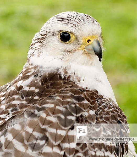 A Falcon
