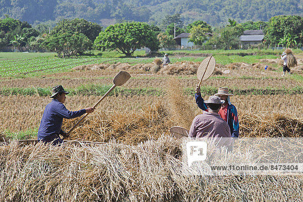Traditional rice harvest  Thailand