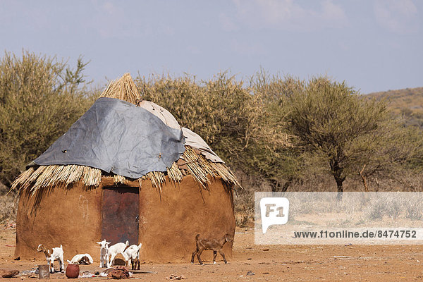 Lehmhütte der Himbas  Kaokoland  Namibia