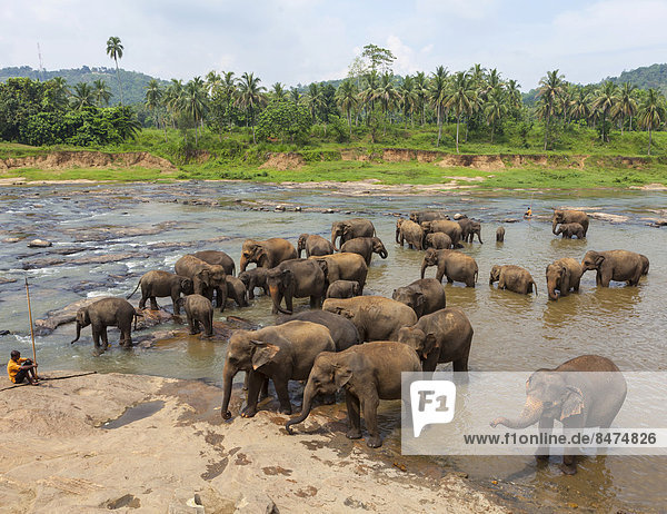 Herd of Asian elephants (Elephas maximus) from the Pinnawala Elephant Orphanage bathing in the Maha Oya river  Pinnawela  Sri Lanka  Asia