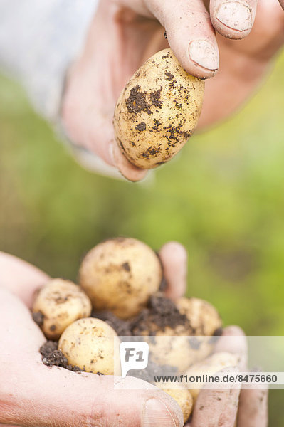 Hände halten erdige Kartoffeln aus Bio-Anbau  Schweden