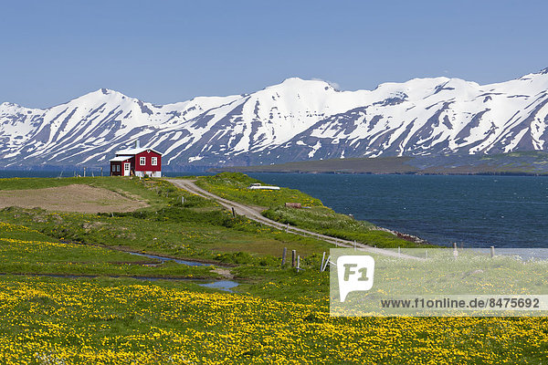 Bauernhaus Blume gelb grün Überfluss rot Wiese Fjord Island