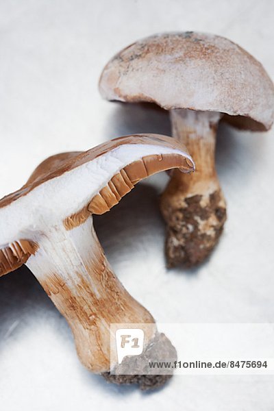 Mushrooms on grey background