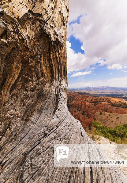 Eroded tree landscape in background