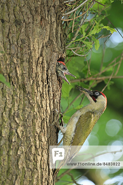 Grünspecht (Picus viridis) füttert Junges am Nest im Baumloch  Deutschland