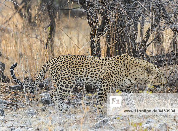 Leopard (Panthera pardus) geht an trockenen Büschen vorbei  Etosha Nationalpark  Namibia