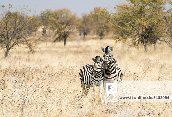 Zwei Burchell-Zebras  Muttertier mit Jungem (Equus quagga burchellii) steht im trockenen Buschland  Etosha Nationalpark  Namibia