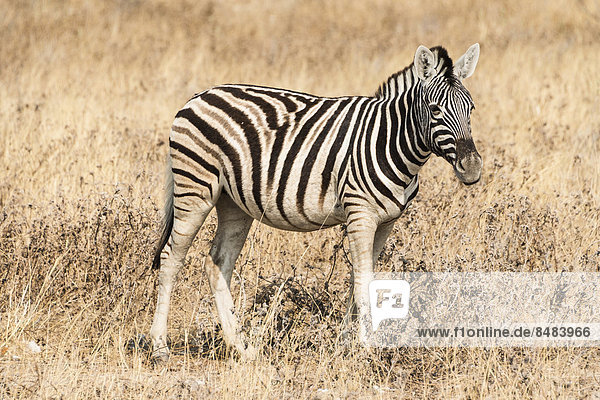 Junges Burchell-Zebra (Equus quagga burchellii)  Etosha Nationalpark  Namibia