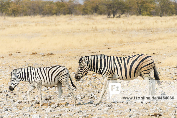 Zwei Burchell-Zebras (Equus burchellii) gehen durch trockene Steppe  Etosha Nationalpark  Namibia