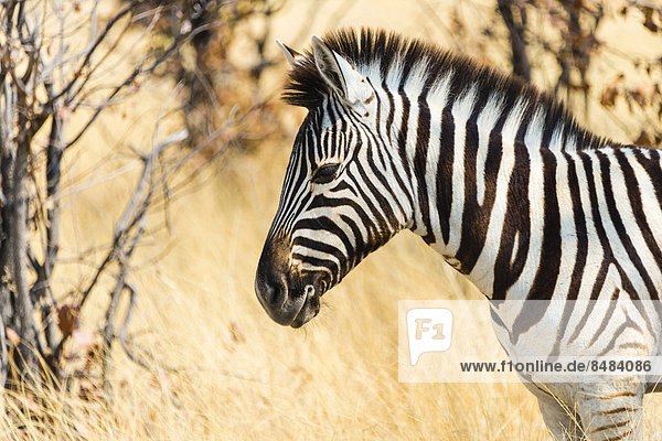 Burchell-Zebra (Equus burchellii) im trockenen Gras  Etosha Nationalpark  Namibia