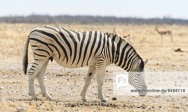 Burchell-Zebra (Equus burchellii) in der trockenen Steppe  Etosha Nationalpark  Namibia
