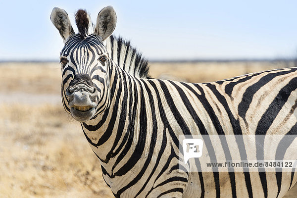 Burchell-Zebra (Equus burchellii)  steht in der trockenen Steppe und wiehert  Etosha Nationalpark  Namibia