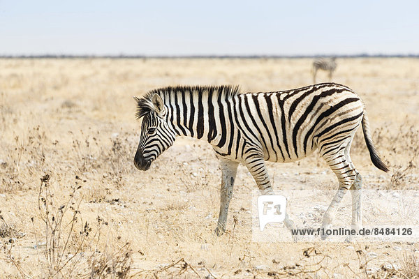 Burchell-Zebra (Equus burchellii)  Fohlen geht durchs Grasland  Etosha Nationalpark  Namibia