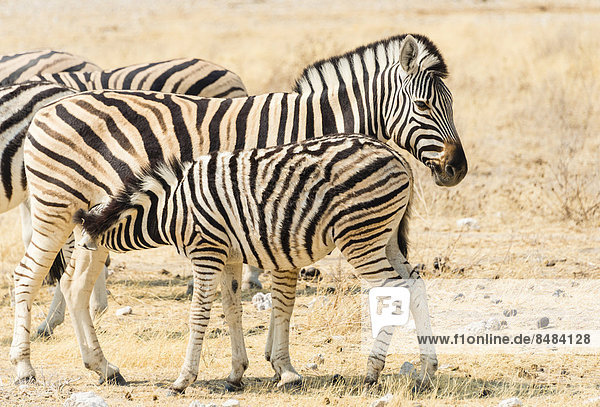 Burchell-Zebra (Equus burchellii)  Fohlen trinkt beim Muttertier  Etosha Nationalpark  Namibia