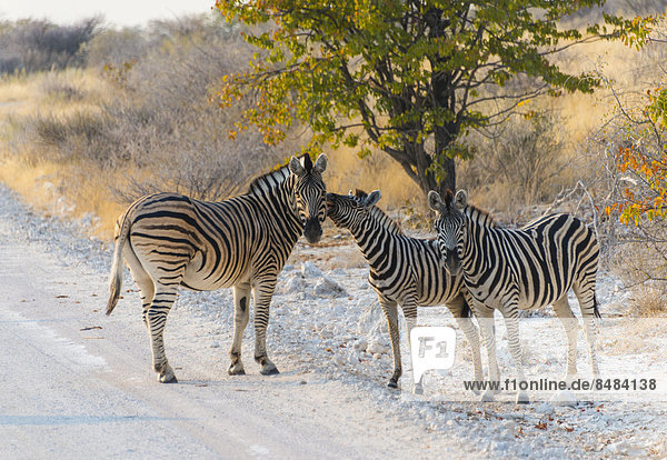 Burchell-Zebra (Equus burchellii)  Alttier mit zwei Fohlen steht auf Staubstraße  Steppenzebra (Equus burchellii)  Etosha Nationalpark  Namibia