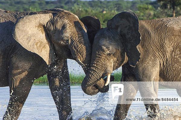 Afrikanische Elefanten (Loxodonta africana) rangeln spielerisch an der Namutoni Wasserstelle  Etosha Nationalpark  Namibia