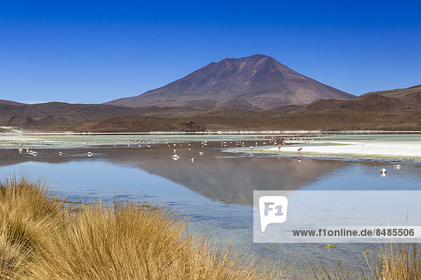 The lake Laguna Hedionda  PotosÌ Department  Altiplano  Andean Plateau  Andes  Bolivia