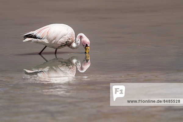 Andenflamingo (Phoenicoparrus andinus)  Departamento PotosÌ  Bolivien