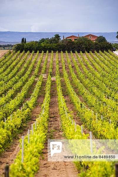 nahe  Weingut  Europa  Italien  Noto  Weinberg