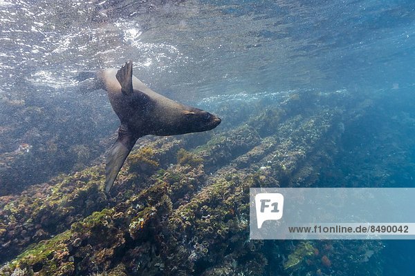 Unterwasseraufnahme  Insel  Galapagosinseln  Ecuador  Robbe  Südamerika