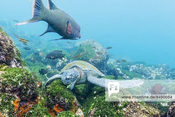 Wasserschildkröte Schildkröte nahe grün Unterwasseraufnahme Insel Erwachsener Ecuador füttern Galapagosinseln Südamerika