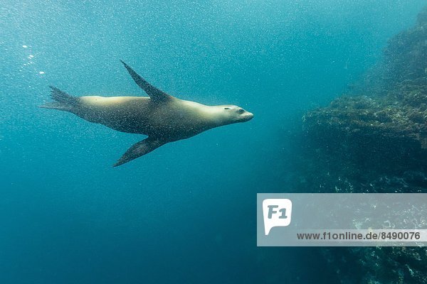 Seelöwe Unterwasseraufnahme Insel Galapagosinseln Ecuador Südamerika