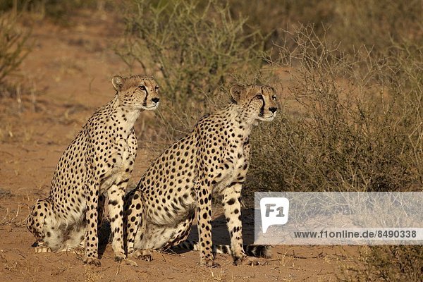 Südliches Afrika Südafrika Nostalgie Kalahari Afrika