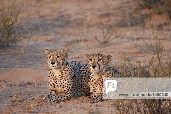 Südliches Afrika Südafrika Nostalgie Kalahari Afrika