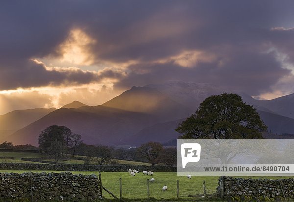 nahe  Europa  Sonnenuntergang  Großbritannien  Beleuchtung  Licht  über  Hügel  Schaf  Ovis aries  Feld  nähern  Cumbria  England  grasen