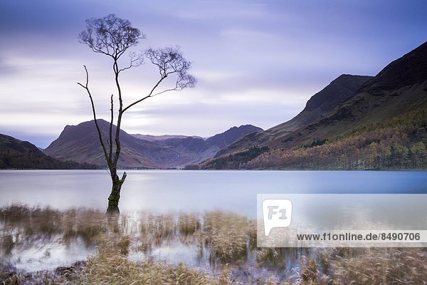 Lone tree on the shores of Lake Buttermere with Fleetwith Pike in the distance Lake District National Park Cumbria England United Kingdom Europe