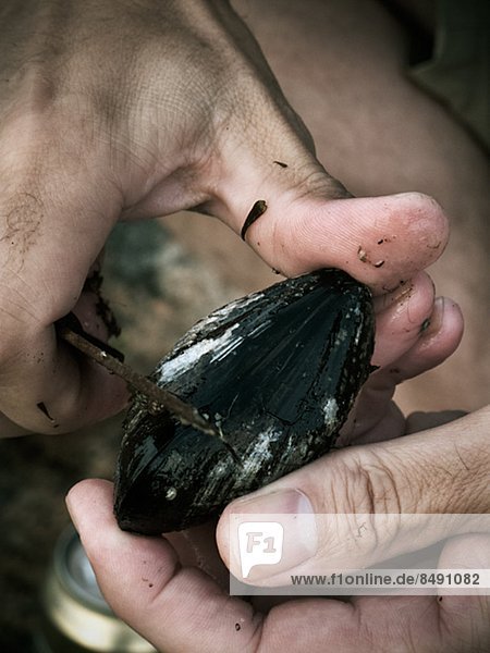 Hands cleaning mussel  Vastkusten  Sweden
