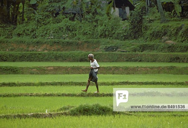 An elderly man  walking through a field  in Sri Lanka.