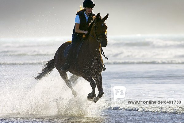Young woman rides a bay horse on Broad Haven Beach  Pembrokeshire  Wales  United Kingdom