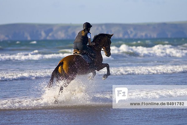 Young woman rides a bay horse on Broad Haven Beach  Pembrokeshire  Wales  United Kingdom