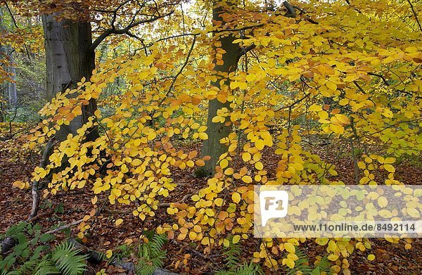Laubwald Farn Herbst England