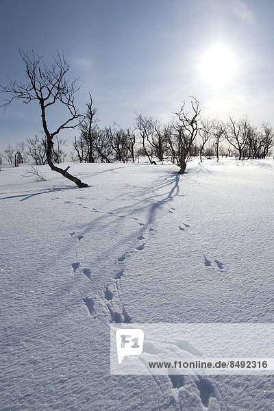 Landschaft Tier Kreis Norwegen Norden Arktis Schnee Tromso