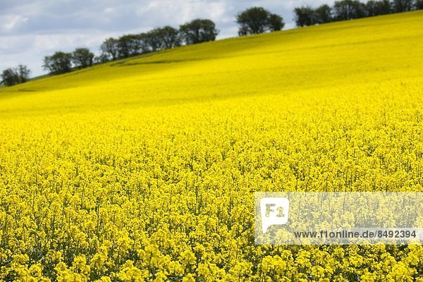 Raps  Brassica napus  Großbritannien  Landschaft  Cotswolds  Oxfordshire