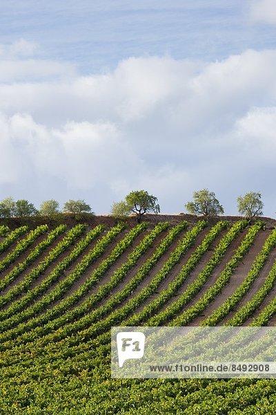 nahe Wein Zimmer Richtung Weinberg