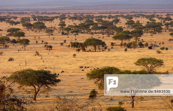 Ostafrika  klar  Serengeti Nationalpark  Tansania