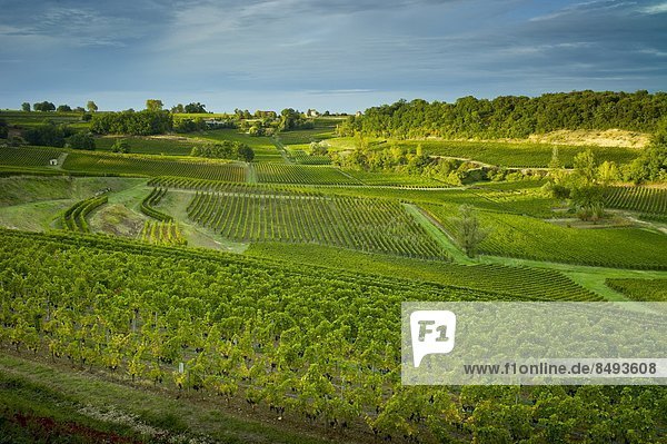 Frankreich  Wein  Hügel  schwarz  Weintraube  Geographie  Bordeaux  reif  Weinberg