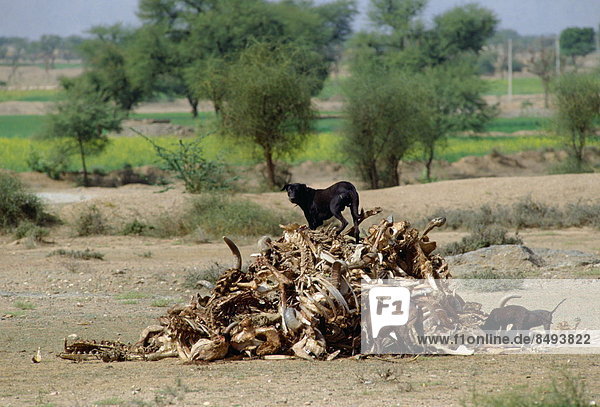 zwischen  inmitten  mitten  Haufen  hungrig  Hund  schwarz  Mischling  Aasfresser  Indien  alt  Rajasthan