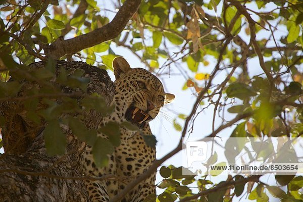 Männlicher Leopard im Baum  Mana Pools Nationalpark  Simbabwe  Afrika